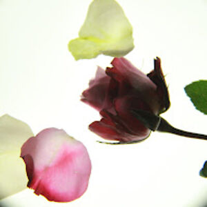 savannahmcpherson avatar