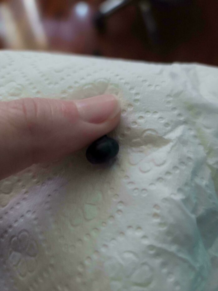 Finger holding a tiny tomato-like fruit resembling a tomato for ants, showcasing nature’s playful garden surprises.