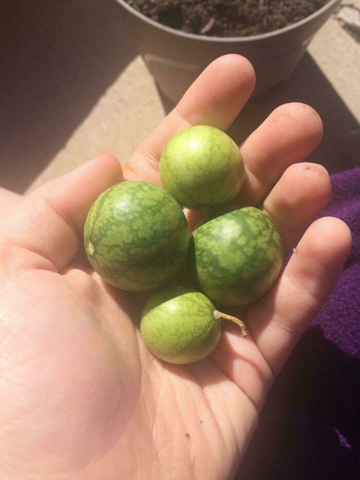 Small green tomatoes in a hand, showcasing a surprising size variation that tricks garden enthusiasts.