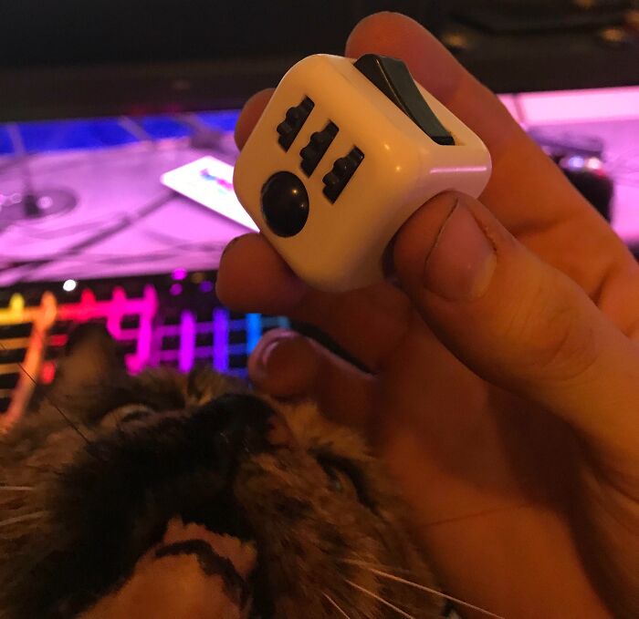 Cat curiously looking at a fidget cube in hand, one of the funny times pets crashed photos and stole the show.
