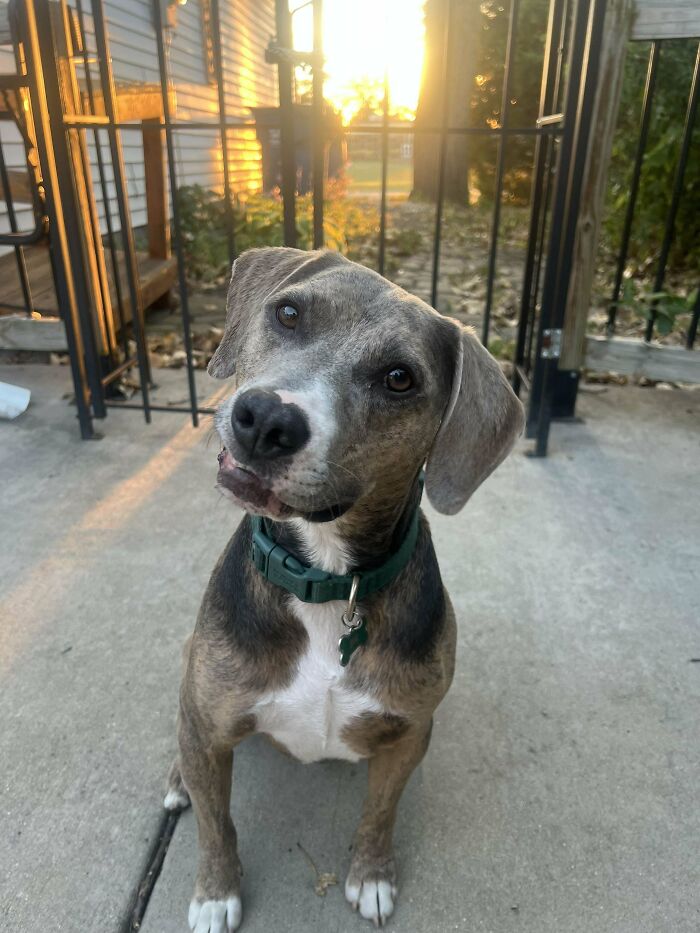 Adopted dog with brindle coat and green collar sitting on concrete patio during sunset, showing love and care.