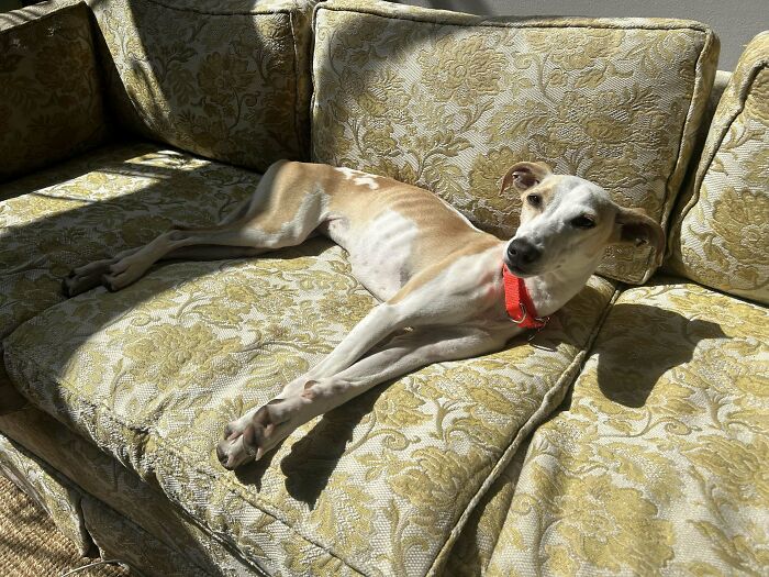 Adopted dog resting comfortably on a patterned couch, enjoying the warmth and love in a cozy home environment.