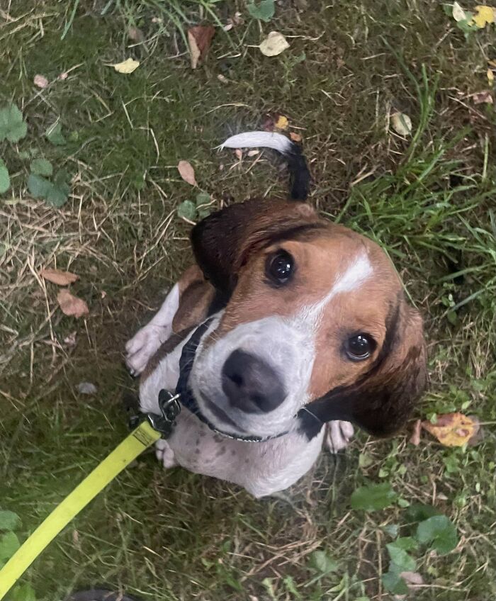 Beagle mix dog on a leash in grassy area, one of the adopted animals finally showered with love and care.