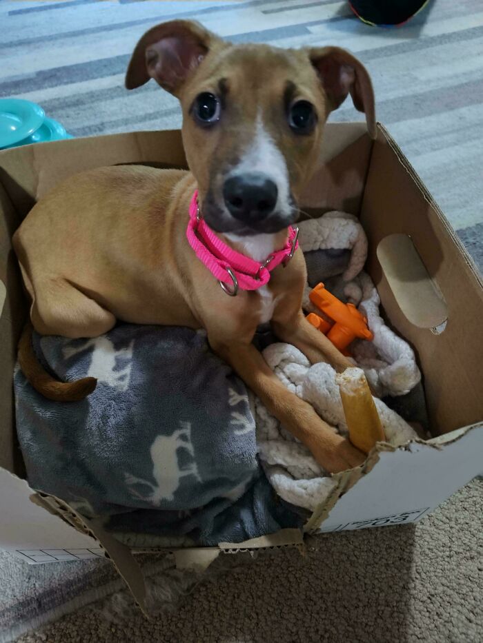 Adopted puppy with a pink collar resting in a cozy box bed surrounded by toys and blankets showing love.
