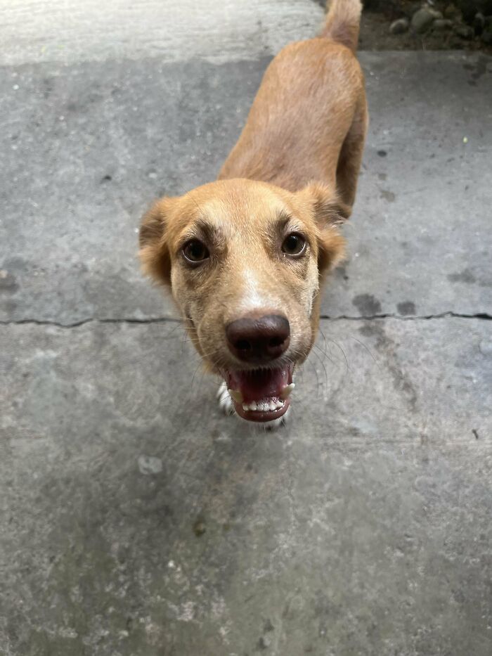 Happy adopted dog looking up with excitement on a concrete floor, showcasing love and care from adoption.