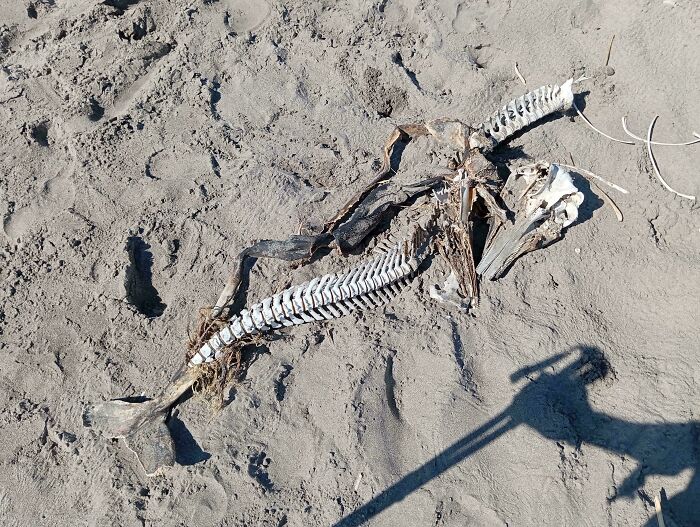Skeletal remains of a marine animal partially buried in sand on a beach, an interesting and bizarre beach find.