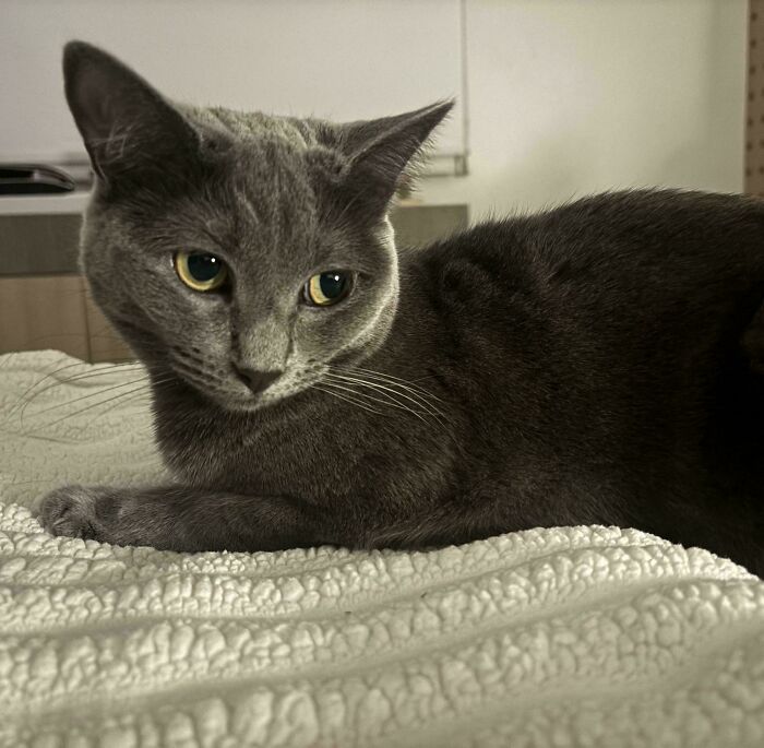 Gray adopted cat resting on a textured blanket, showing calm and comfort in its new loving home environment.