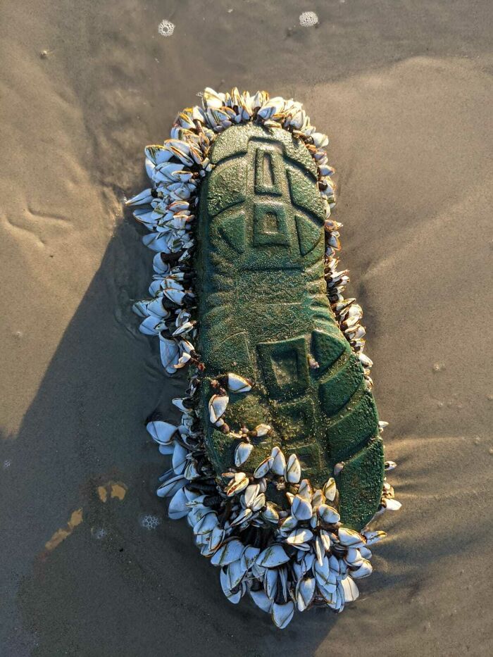 Old green shoe sole covered with barnacles washed up on sandy beach found among bizarre things at the beach
