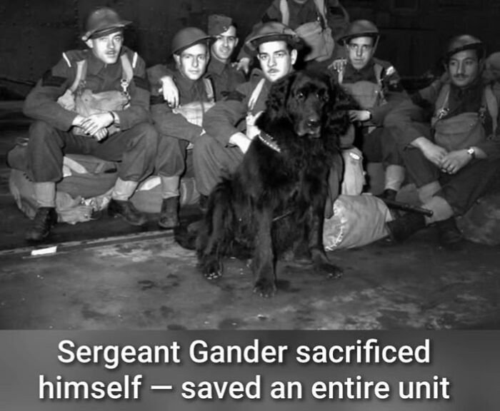 Black and white historical photo of soldiers with Sergeant Gander, a heroic dog who saved an entire unit during war.