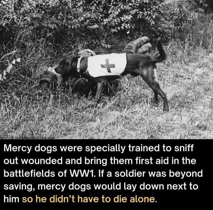 Black and white historical photo of a mercy dog trained to find wounded soldiers during WW1, showing pets' historic roles.