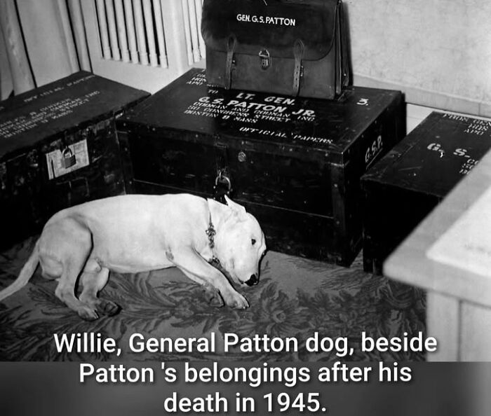 Black and white historical photo of General Patton’s dog lying beside his military belongings from 1945, showcasing pets history.
