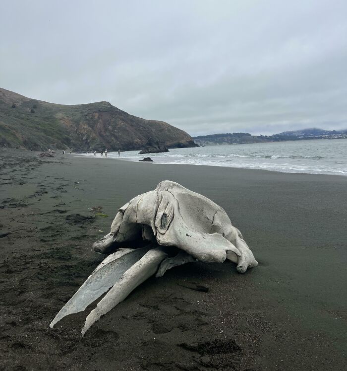 Large unusual whale skull found at the beach with dark sand and hilly coastline in the background.