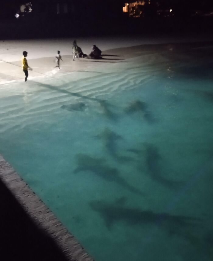 Children standing and sitting near a beach shore at night with multiple sharks visible in the shallow water below.