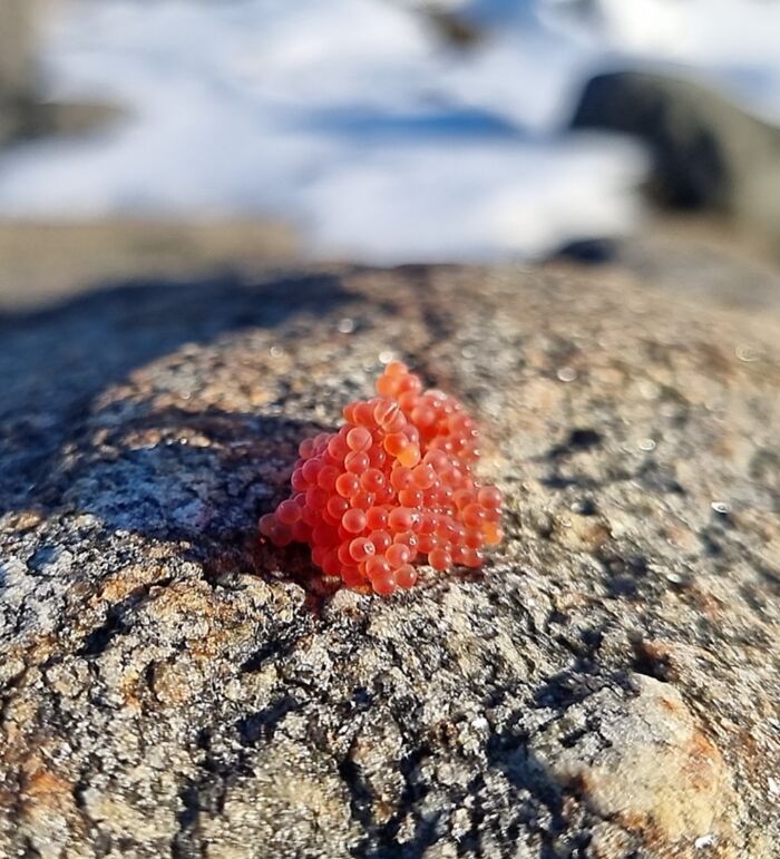 Cluster of small red eggs found at the beach resting on a textured rock surface in natural sunlight.