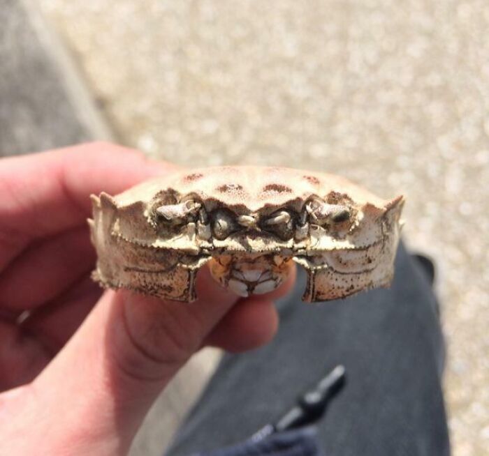 Person holding a bizarre crab shell found at the beach, showcasing interesting and unusual beach discoveries.