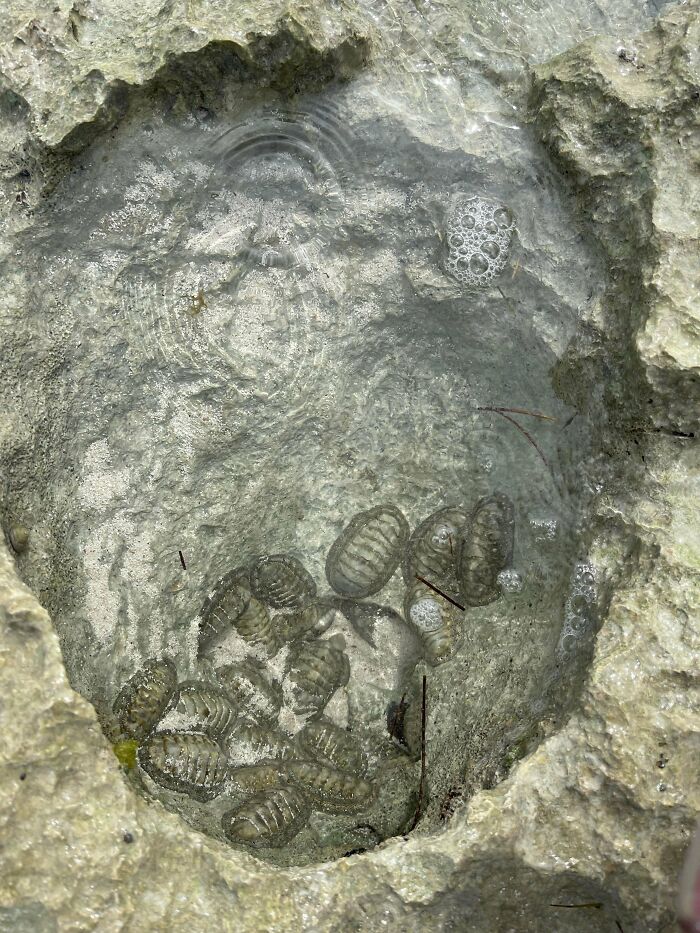 Small marine creatures found in a rocky tide pool, an interesting and bizarre thing found at the beach.