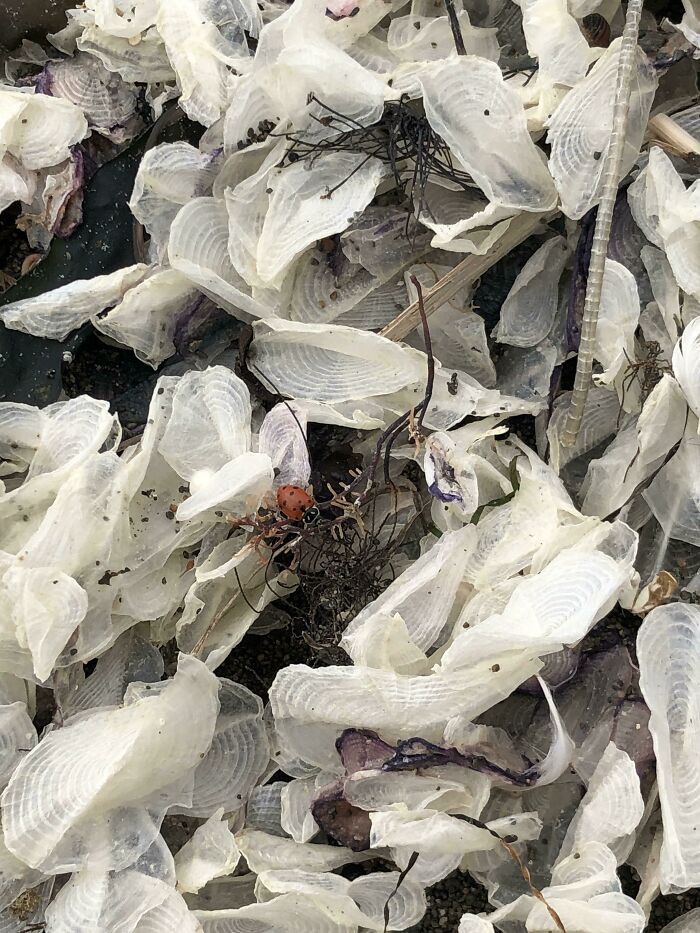Close-up of bizarre things people found at the beach including translucent shells and a red ladybug on seaweed debris.