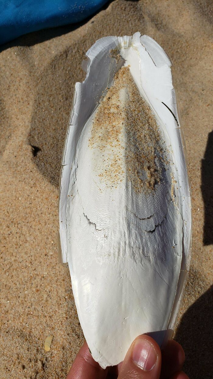 Large white seashell covered in sand held by hand on a sandy beach, interesting and bizarre beach find.
