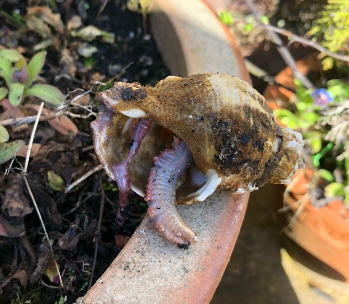 Worm emerging from a dirty seashell found at the beach among plants and soil in natural light.