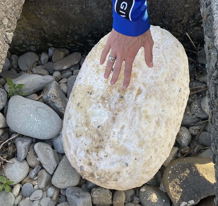 Hand near a large, unusual white object among rocks, showing interesting and bizarre things found at the beach.