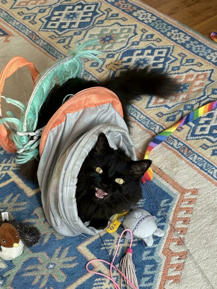 Black cat meowing loudly while playing inside a fabric tunnel surrounded by colorful toys on a patterned rug.