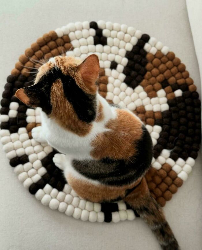 Calico cat blending with round patterned rug in matching brown, black, and white colors creating a perfect camouflage effect.