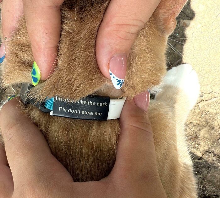Close-up of a dog collar with a funny random note that reads Please don't steal me, showcasing humorous signs.
