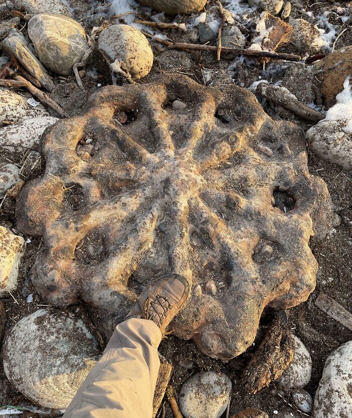 Large bizarre fossil or artifact found at the beach surrounded by rocks with a person’s foot for scale