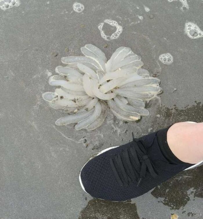 Unusual translucent sea creature found at the beach next to a person’s black sneaker on wet sand.
