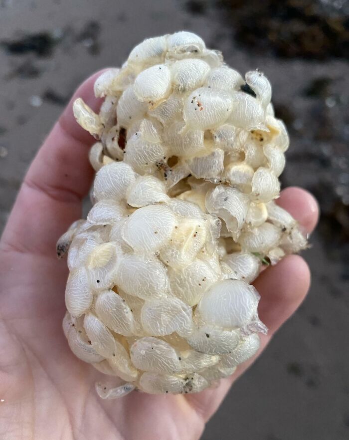 Hand holding a cluster of translucent, bizarre sea creatures found at the beach among interesting and unusual beach finds.