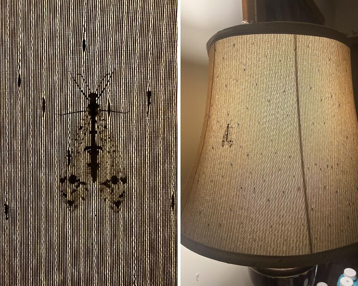 Camouflaged insect blending with curtain pattern and spider matching the lamp shade texture, creating visual illusions.