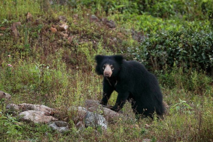 Sloth bear standing in a green garden surrounded by rocks and wild plants as a cute animal visitor.