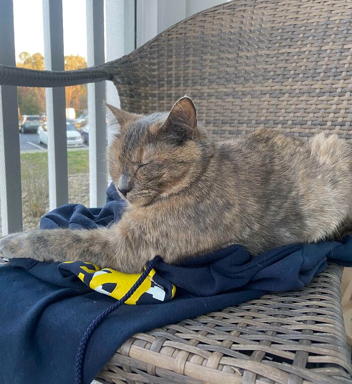 Cat blending with surrounding wicker chair while resting on a dark hoodie in an outdoor setting matching its surroundings.