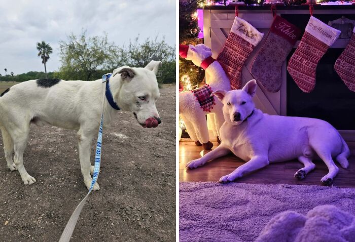 Before and after adoption photos of a rescue dog showing transformation and healing power in a loving home.