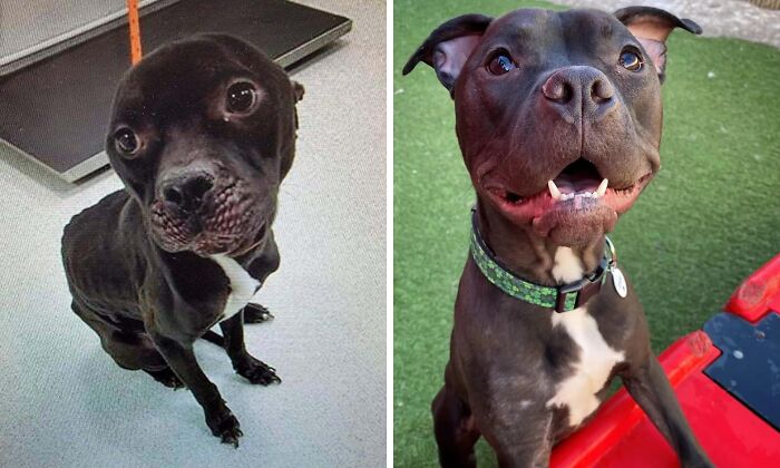 Before and after adoption photos of a rescue dog showing its healing transformation and joyful new life.