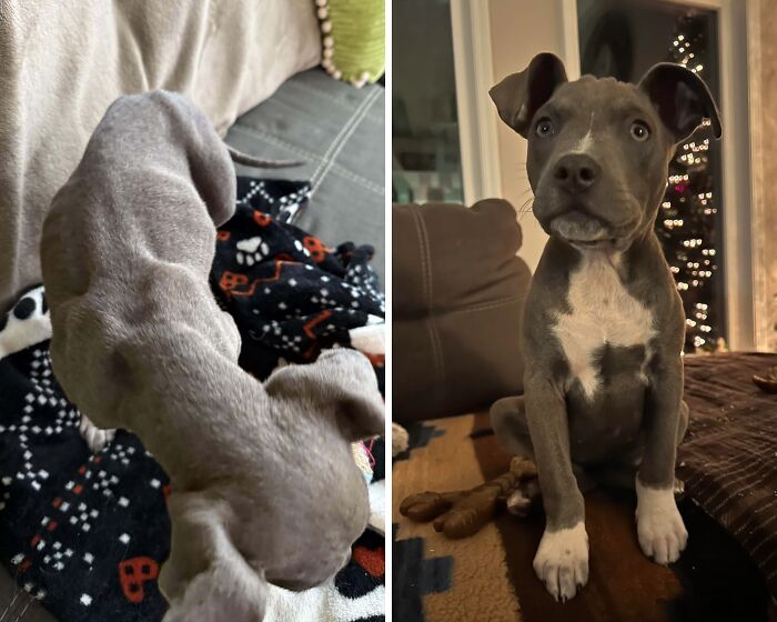 Before and after adoption photos of a rescue dog showing its healing and transformation journey in a home setting.
