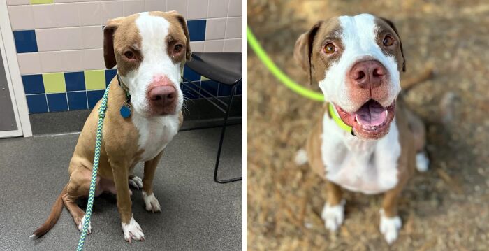 Before and after photos of a rescue dog showing transformation and healing power after adoption.
