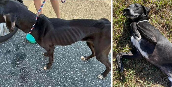 Before and after adoption photos of a rescue dog showing remarkable healing and transformation progress.