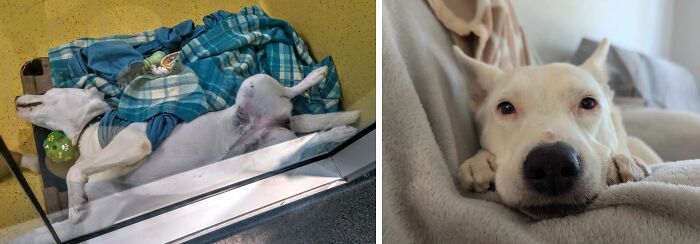 Side-by-side before and after photos of a rescue dog resting in a shelter and comfortably at home after adoption.