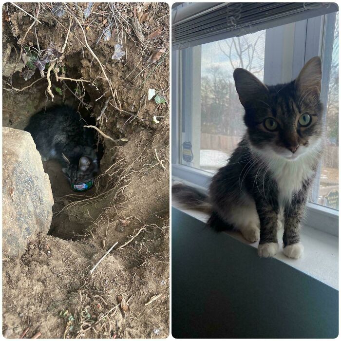 Tabby cat before and after adoption shown in a hidden dirt den and sitting peacefully by a sunny window indoors.