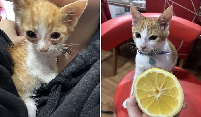 Orange and white cat before and after adoption, showing transformation in health and environment with close-up comparison photos.
