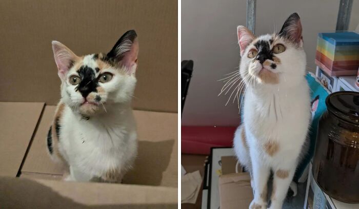 Photo showing a cat before and after adoption, highlighting the transformation in its appearance and environment.