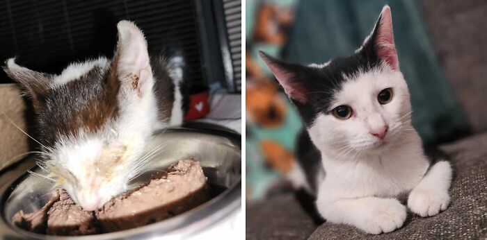 Side-by-side cat photos showing before and after their life-changing adoption transformation and care improvements.