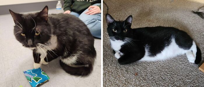 Black and white cat before and after adoption, showing transformation and improved health in both photos on carpeted floors.