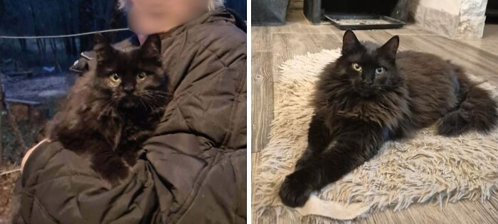 Black cat before and after adoption, held outdoors at night and later resting on a rug indoors showing life transformation.