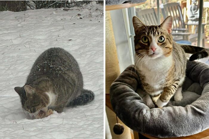 Tabby cat pictured before adoption outdoors in snow and after adoption healthy, alert, and resting in a cozy cat bed indoors.