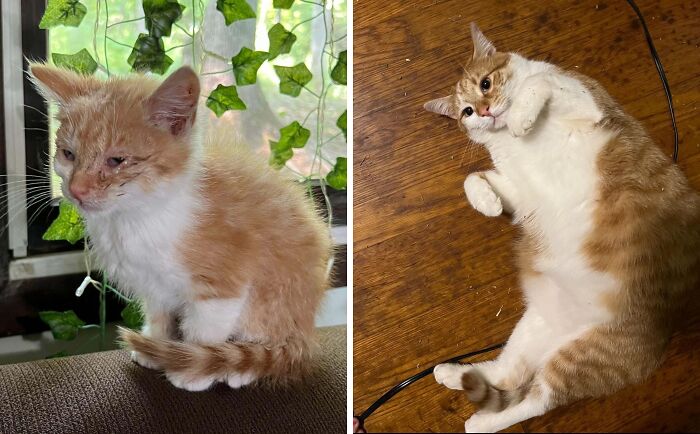 Orange and white cat before and after adoption showing transformation and improved health and happiness over time.