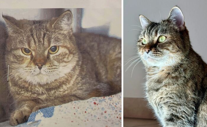 Tabby cat before and after adoption, showing transformation and improved well-being in natural light.