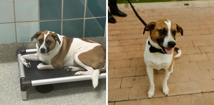 Before and after adoption photos of a rescue dog showing healing and transformation through love and care.