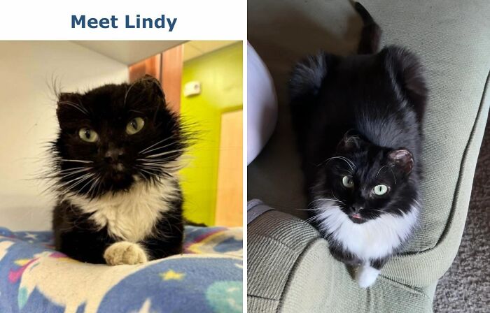 Before and after adoption photos of a black and white cat showing a life-changing transformation and improved well-being.